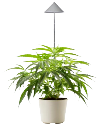 IndoorKräutergarten Kräuter in der Küche anpflanzen