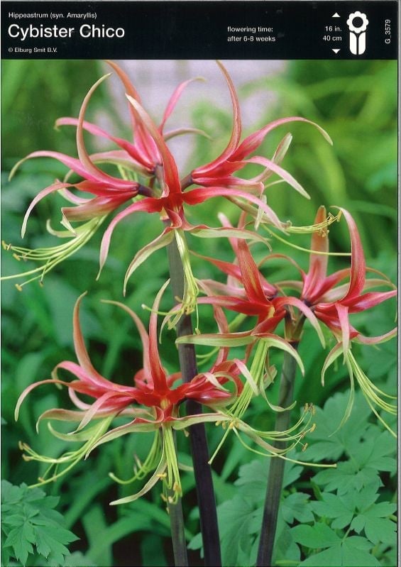 Amaryllis Cybister Chico Gr. 28/+ Amaryllis Cybister Chico:Amaryllis Cybister Chico Gr. 28/+.jpg