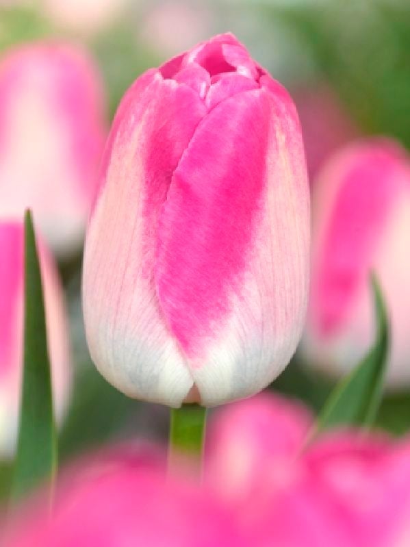 Tulpe Triumph Innuendo Gr.12+ Tulpe Triumph Innuendo Gr.12+:Tulpe Triumph Innuendo Gr.12+.jpg