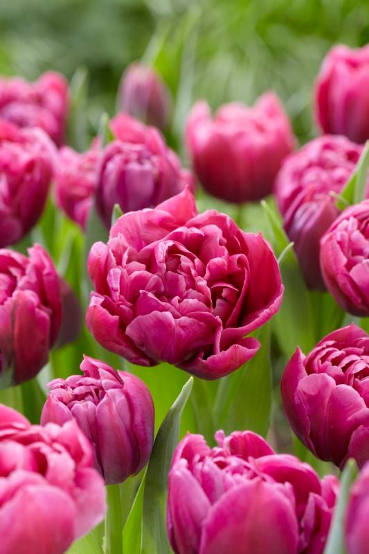 Tulpe gefüllte frühe Margarita12/+ Tulpe gefüllte frühe Margarita 12/+:Tulpe gefüllte frühe Margarita12/+.jpg