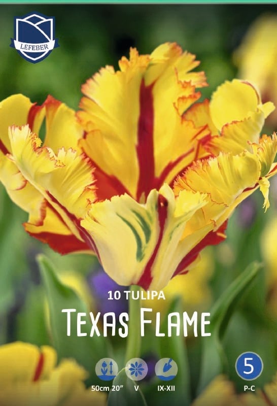 Tulpe Pap Texas Flame 11/12 Tulpe Pap Texas Flame 11/12:Tulpe Pap Texas Flame 11/12.jpg