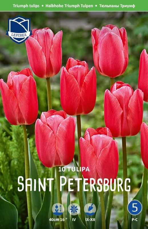 Tulpe St. Petersburg Gr.12/+ Tulpe St. Petersburg Gr.12/+:Tulpe St. Petersburg Gr.12/+.jpg