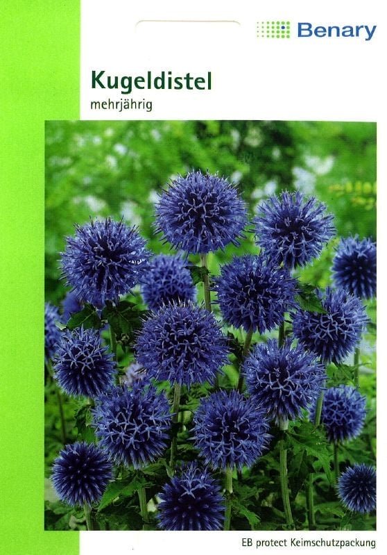 Echinops ritro, Kugeldistel Kugeldistel:Echinops ritro, Kugeldistel.jpg