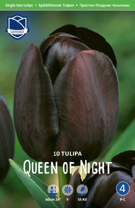 Tulpe späte Queen of Night 12/+ Tulpe späte Queen of Night 12/+:Tulpe späte Queen of Night 12/+.jpg