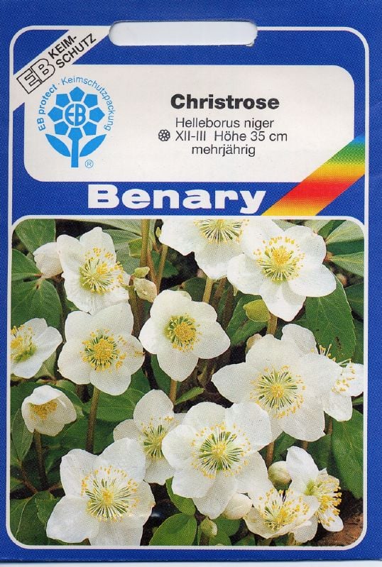 Helleborus niger, Christrose Nieswurz, Christrose:Helleborus niger, Christrose.jpg