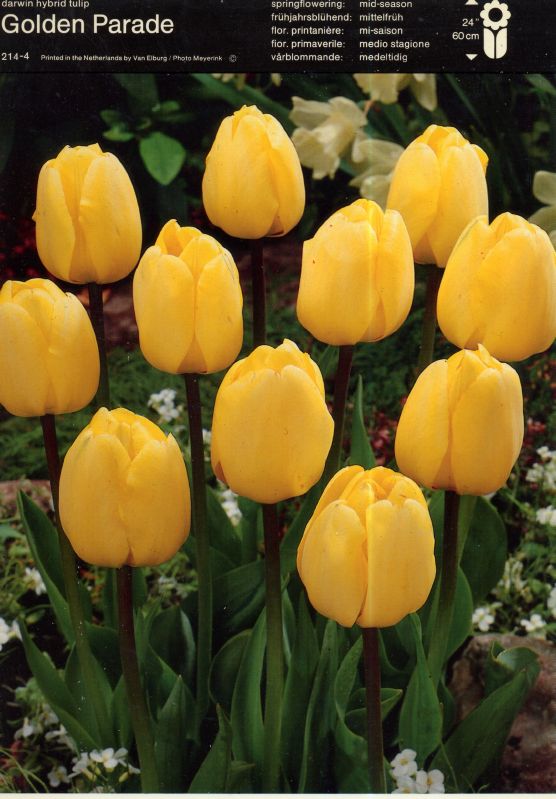 Tulpe Golden Parade 14/+ Tulpe Golden Parade 14/+:Tulpe Golden Parade 14/+.jpg