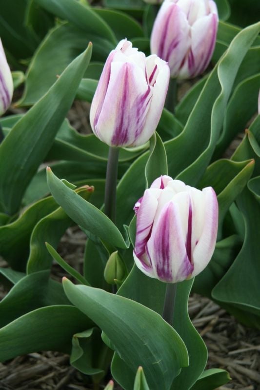 Tulpe Triumph Flaming Flag 12/+ Tulpe Triumph Flaming Flag 12/+:Tulpe Triumph Flaming Flag 12/+.jpg