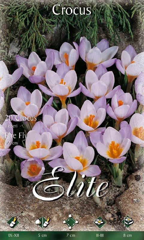 Krokus Sieberi Firefly 5/+ Krokus Sieberi Firefly 5/+:Krokus Sieberi Firefly 5/+.jpg