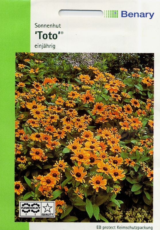 Rudbeckia hirta Toto Gold Rauhe Sonnenhut Toto Gold:Rudbeckia hirta Toto Gold.jpg