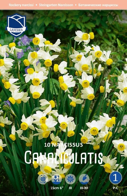 Narzisse Canaliculatis 10+ Narzisse Canaliculatis 10+:Narzisse Canaliculatis 10+.jpg