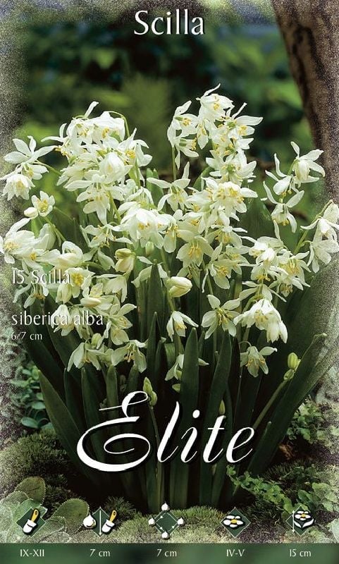 Scilla sibirica alba 6/7 Blaustern alba 6/7:Scilla sibirica alba 6/7.jpg