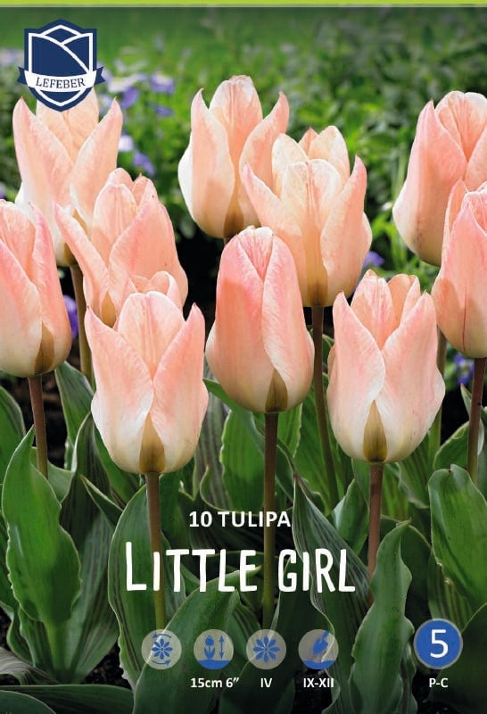 Tulpe Greigii Little Girl 11/12 Tulpe Greigii Little Girl 11/12:Tulpe Greigii Little Girl 11/12.jpg