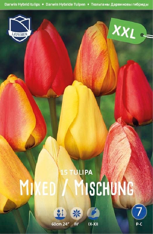 Tulpe Darwin Mischung 14/+ Tulpe Darwin Mischung 14/+:Tulpe Darwin Mischung 14/+.jpg
