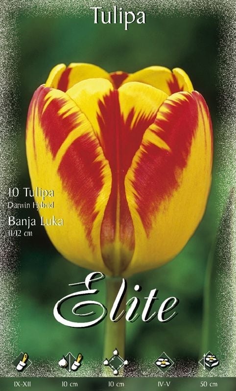 Tulpe Darwin Banja Luka 12/+ Tulpe Darwin Banja Luka 12/+:Tulpe Darwin Banja Luka 12/+.jpg
