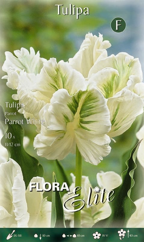 Tulpe Pap. Parrot White 11/12 Tulpe James Last 11/12:Tulpe Pap. Parrot White 11/12.jpg
