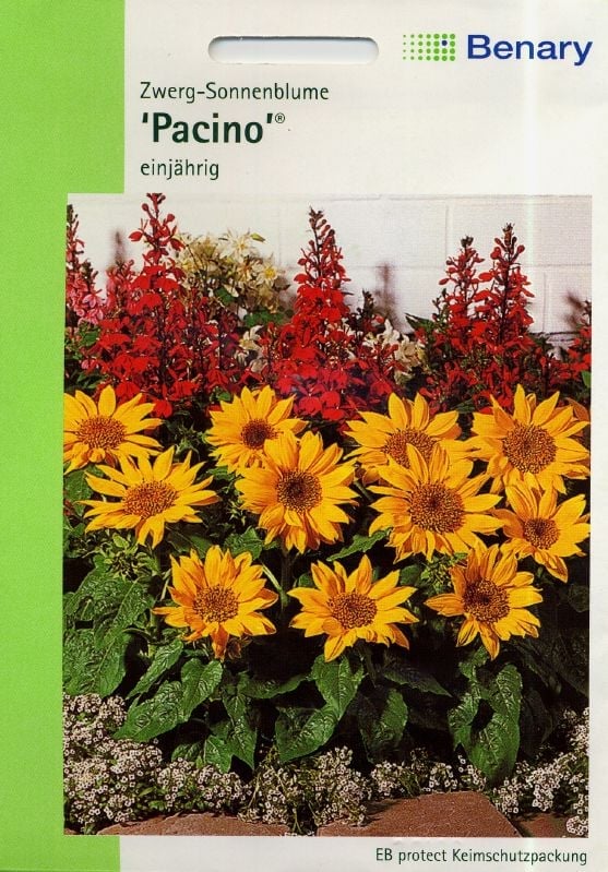 Helianthus annuus Pacino Sonnenblume Pacino:Helianthus annuus Pacino.jpg