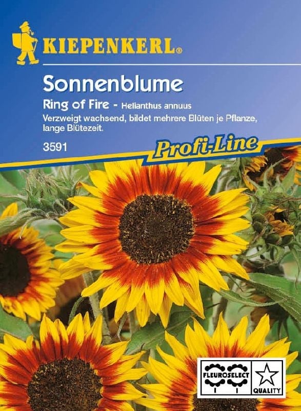 Helianthus annuus Ring of Fire Sonnenblume Ring of Fire:Helianthus annuus Ring of Fire.jpg
