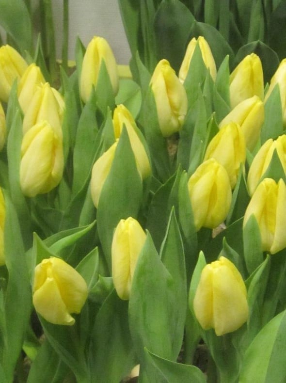 Tulpe EFT Sunny Prince 12/+ Tulpe EFT Sunny Prince 12/+:Tulpe EFT Sunny Prince 12/+.jpg