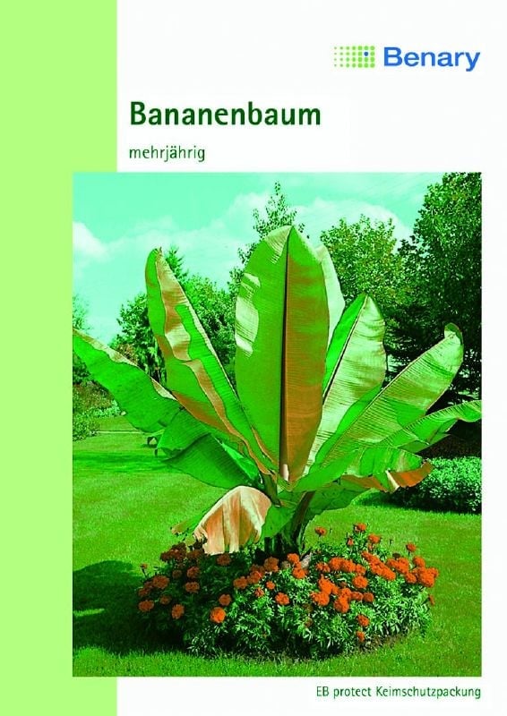 Musa ensete, Zierbanane Kleine Zierbanane:Musa ensete, Zierbanane.jpg