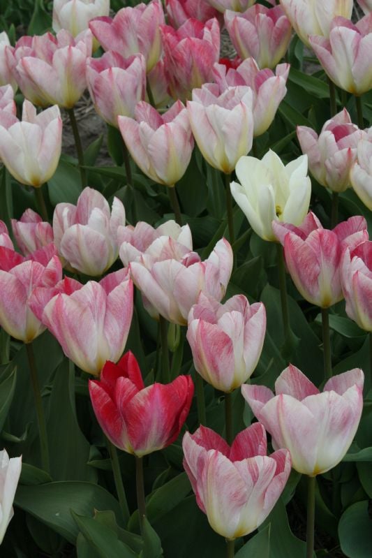 Tulpe Fost. Flaming Purissima 11/12 Tulpe Fost. Flaming Purissima 11/12:Tulpe Fost. Flaming Purissima 11/12.jpg