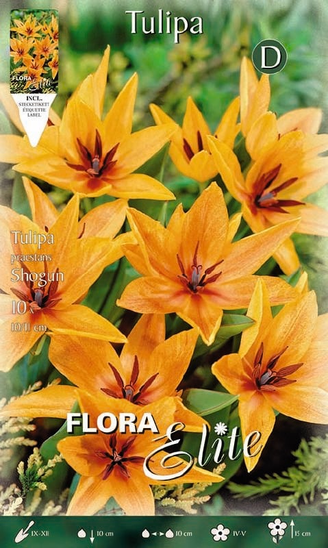 Tulpe Wild. Praestans Shogun 9/10 Tulpe Wild. Praestans Shogun 10/+:Tulpe Wild. Praestans Shogun 9/10.jpg