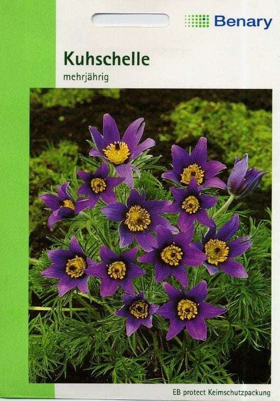 Anemone pulsatilla Kuhschelle, Küchenschelle:Anemone pulsatilla.jpg