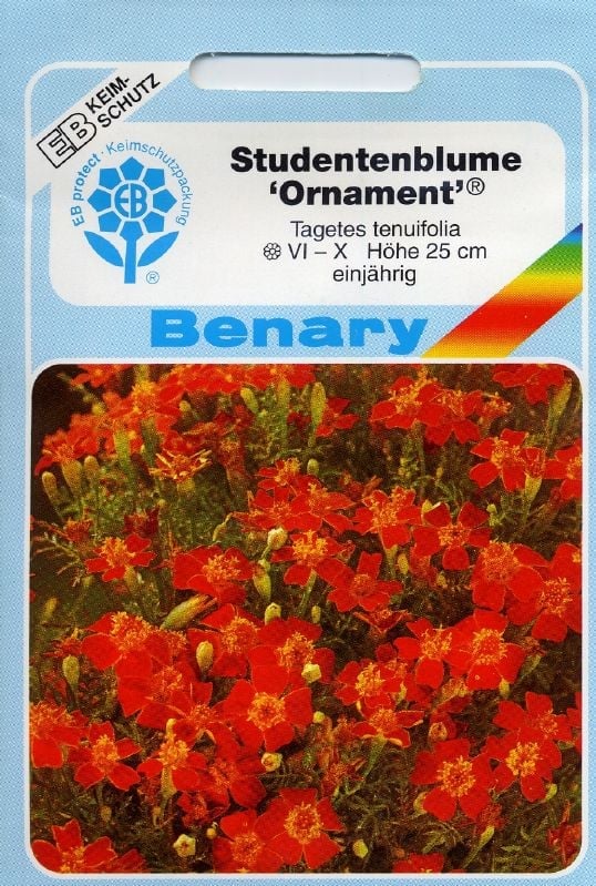 Tagetes tenuifolia Ornament Gewürztagetes Ornament:Tagetes tenuifolia Ornament.jpg
