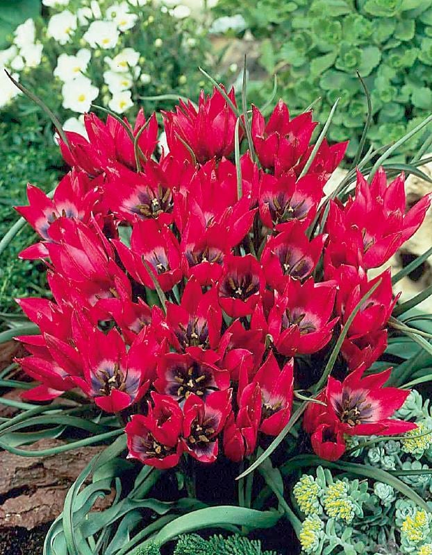 Tulpe Wild Little Beauty 6/+ Tulpe Wild Little Beauty 6/+:Tulpe Wild Little Beauty 6/+.jpg