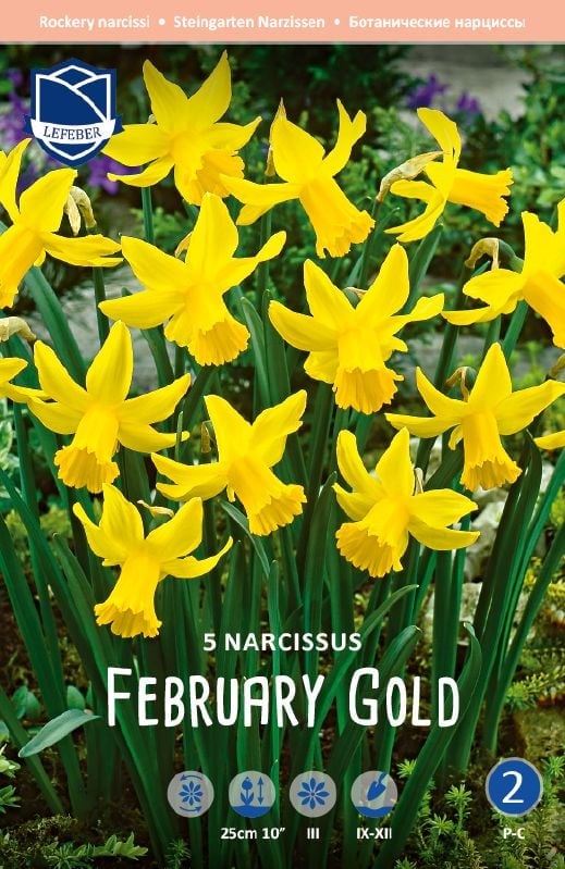 Narzisse February Gold 10+ Narzisse February Gold 10+:Narzisse February Gold 10+.jpg