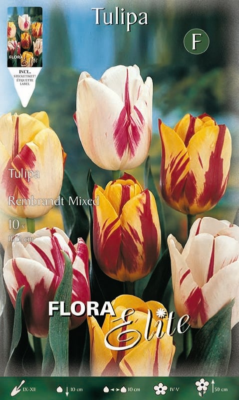 Tulpe Rembrandt Mischung 11/12 Tulpe Rembrandt Mischung 11/12:Tulpe Rembrandt Mischung 11/12.jpg