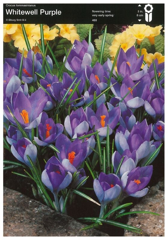 Krokus Whitewell Purple 6/+ Krokus White Purple 6/+:Krokus Whitewell Purple 6/+.jpg