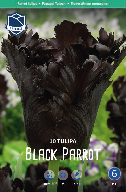 Tulpe Pap. Black Parrot 12+ Tulpe Pap. Black Parrot 12+:Tulpe Pap. Black Parrot 12+.jpg