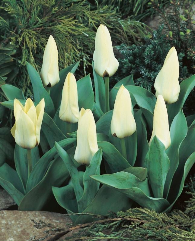 Tulpe Fost. Purissima 12/+ Tulpe Fost. Purissima 12/+:Tulpe Fost. Purissima 12/+.jpg