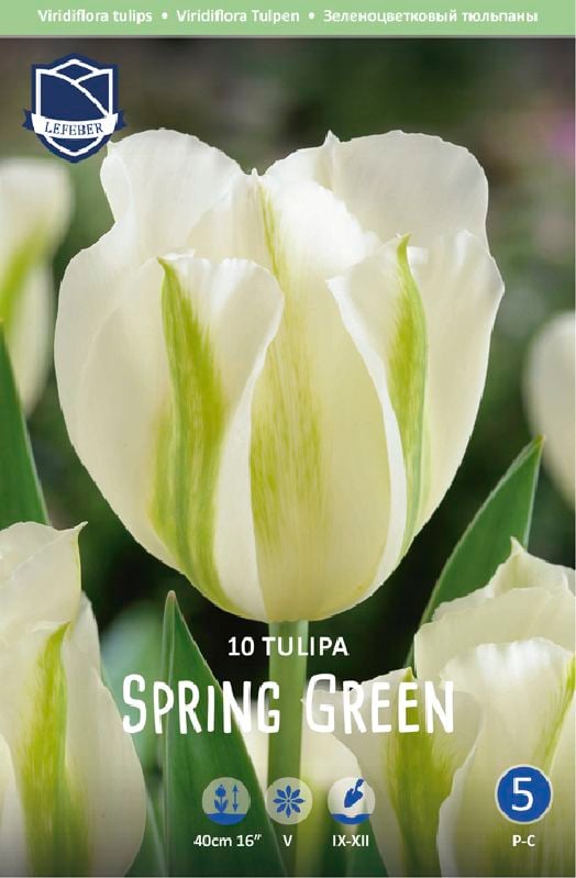Tulpe Viridiflora Spring Green 11/12 Tulpe Viridiflora Spring Green 12+:Tulpe Viridiflora Spring Green 11/12.jpg