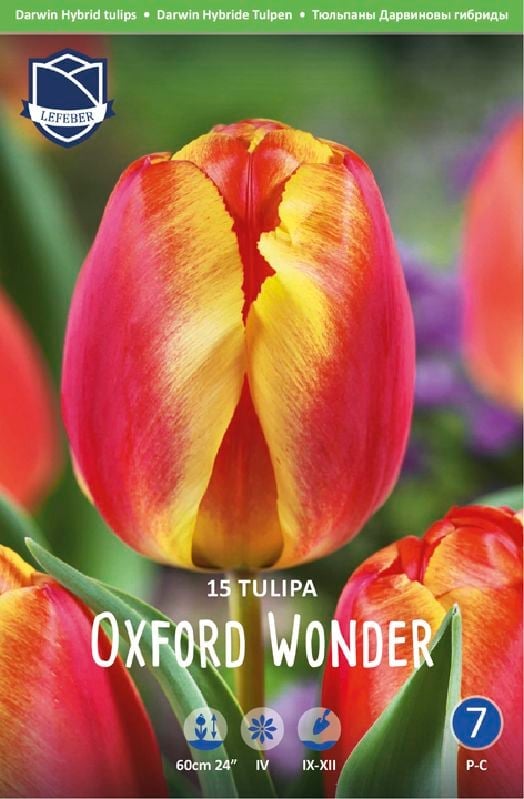 Tulpe Oxford Wonder 14/+ Tulpe Oxford Wonder 14/+:Tulpe Oxford Wonder 14/+.jpg