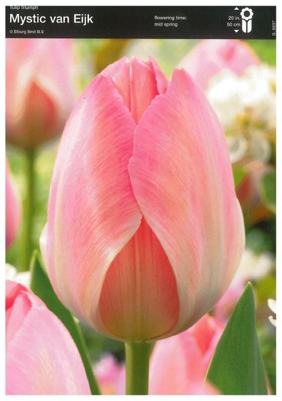 Tulpe Darwin Mystic von Eijk 12/+ Tulpe Darwin Mystic von Eijk 12/+:Tulpe Darwin Mystic von Eijk 12/+.jpg
