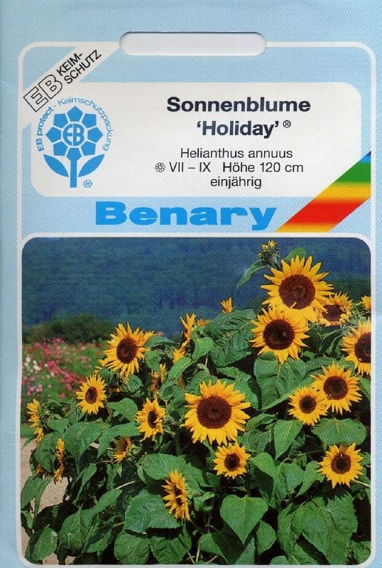 Helianthus annuus Holiday Sonnenblume Holiday:Helianthus annuus Holiday.jpg
