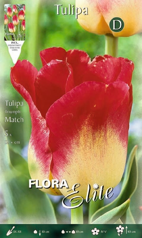 Tulpe Triumph Match 12+ Tulpe Triumph Match 12+:Tulpe Triumph Match 12+.jpg