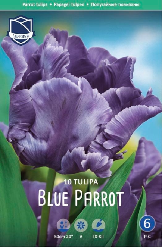 Tulpe Pap Blue Parrot 11/12 Tulpe Pap Blue Parrot 11/12:Tulpe Pap Blue Parrot 11/12.jpg