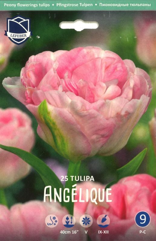 Tulpe Angelique 11/12 Tulpe Angelique 11/12:Tulpe Angelique 11/12.jpg