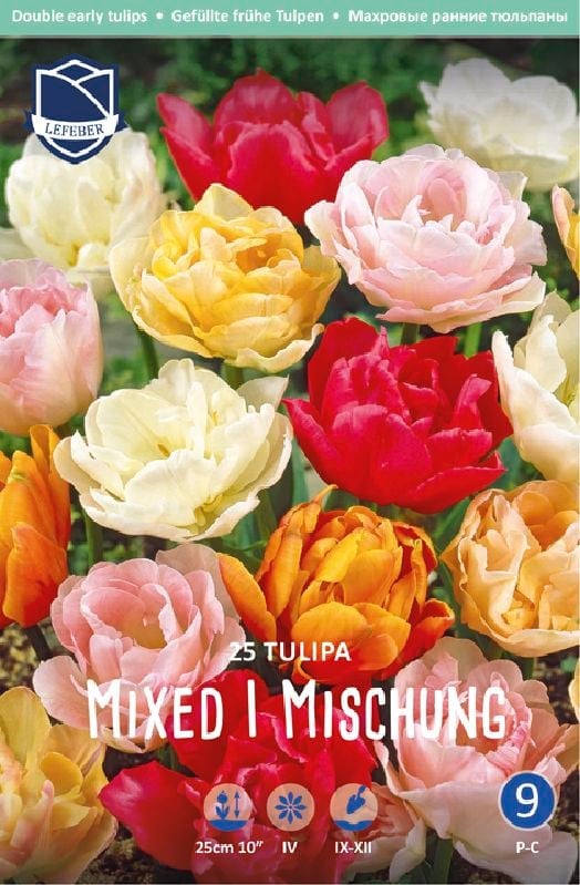 Tulpe GFT Mischung 11/12 Tulpe GFT Mischung 11/12:Tulpe GFT Mischung 11/12.jpg