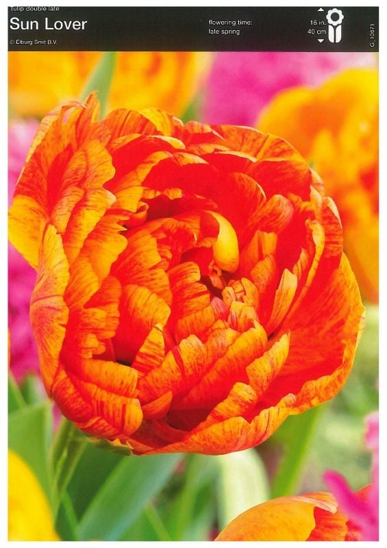 Tulpe gefüllte späte Sunlover 12/+ Tulpe gefüllte späte Sunlover 12/+:Tulpe gefüllte späte Sunlover 12/+.jpg