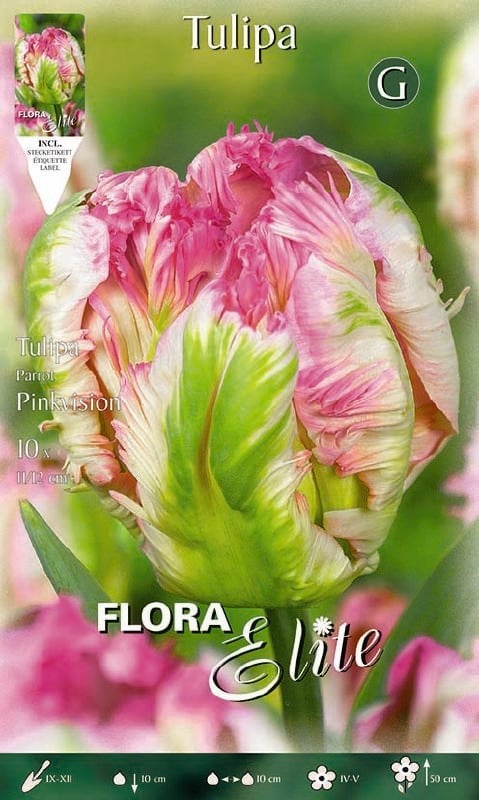 Tulpe Pap Pinkvision 11/12 Tulpe Pap Pinkvision 11/12:Tulpe Pap Pinkvision 11/12.jpg