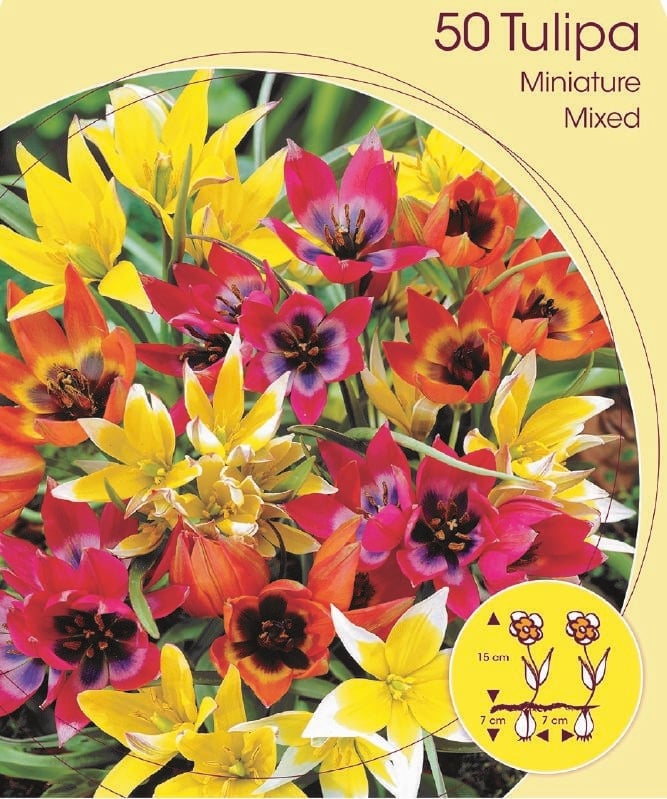 Tulpe Botanische Mischung 5/+ Tulpe Botanische Mischung 5/+:Tulpe Botanische Mischung 5/+.jpg