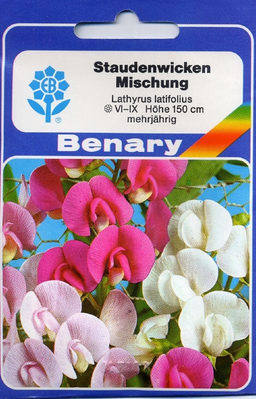 Lathyrus latifolius, Staudenwicke Staudenwicke, Platterbse:Lathyrus latifolius, Staudenwicke.jpg