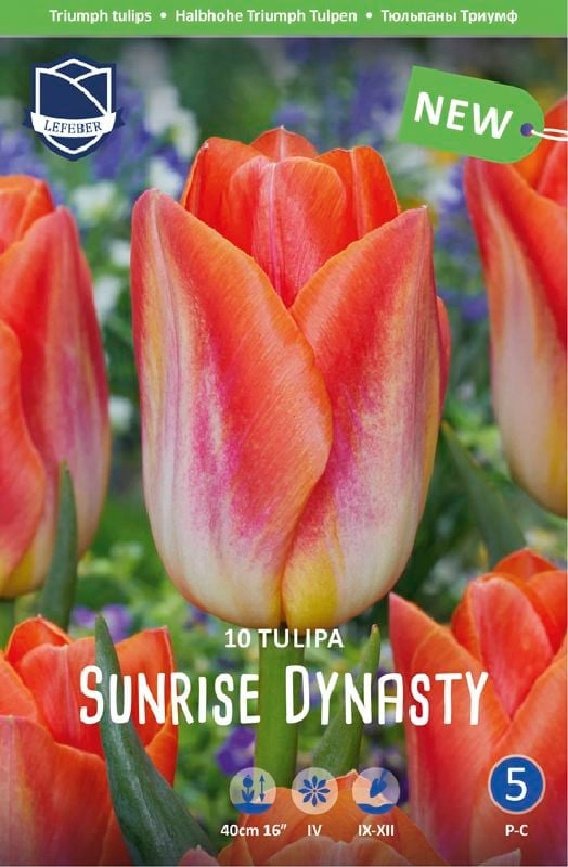Tulpe Sunrise Dynasty 12+ Tulpe Sunrise Dynasty 12+:Tulpe Sunrise Dynasty 12+.jpg
