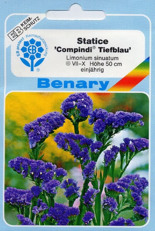 Limonium sinuatum Compindii tiefblau Strandflieder, Meerlavendel Compindii:Limonium sinuatum Compindii tiefblau.jpg