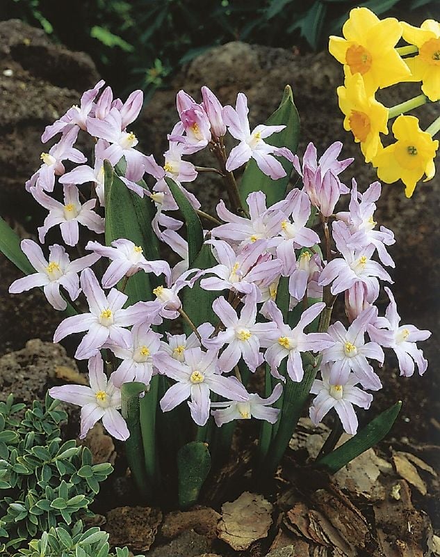 Chionodoxa forbesii Pink Giant 5/6 Sternhyazinthe Pink Giant 5/6:Chionodoxa forbesii Pink Giant 5/6.jpg