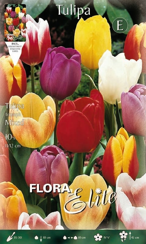 Tulpe Triumph Mischung 11/12 Tulpe Triumph Mischung 11/12:Tulpe Triumph Mischung 11/12.jpg