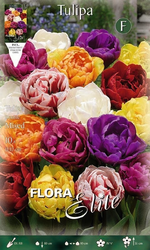 Tulpe gefüllte frühe Mischung 11/12 Tulpe gefüllte früh Mischung 11/12:Tulpe gefüllte frühe Mischung 11/12.jpg